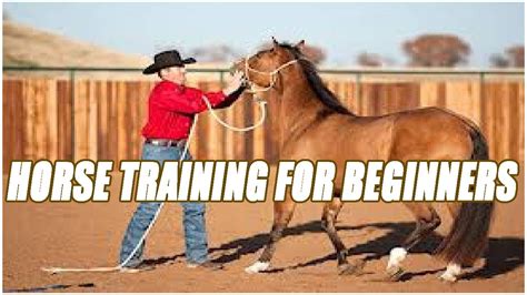 how to train a horse for beginners